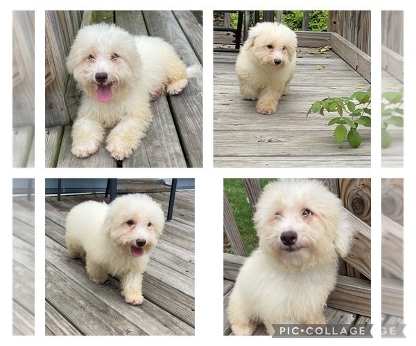 Medium Photo #1 Poodle (Miniature) Puppy For Sale in ROUND LAKE PARK, IL, USA
