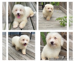 Poodle (Miniature) Puppy for sale in ROUND LAKE PARK, IL, USA