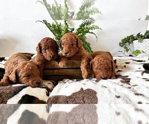 Goldendoodle (Miniature) Puppy for sale in HALTOM CITY, TX, USA