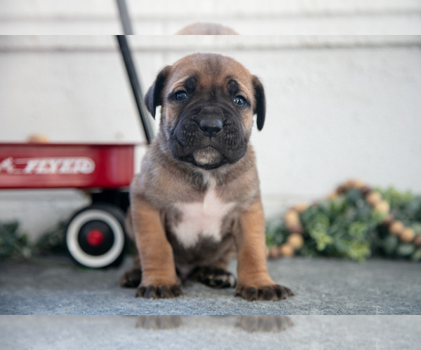 Medium Photo #3 Cane Corso Puppy For Sale in BIRD IN HAND, PA, USA