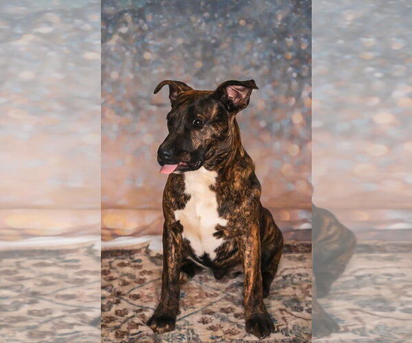 Medium Photo #3 Bull Terrier-Unknown Mix Puppy For Sale in Chouteau, OK, USA