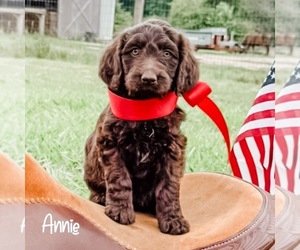Aussiedoodle Puppy for sale in WHITAKERS, NC, USA