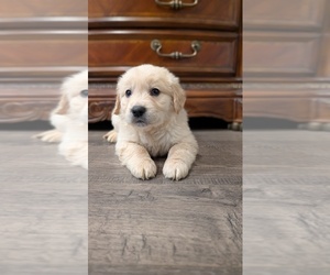 Golden Retriever Puppy for sale in ELVERTA, CA, USA