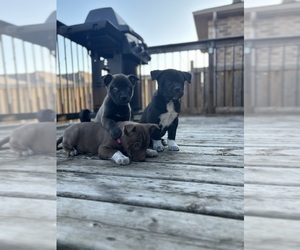 American Pit Bull Terrier-Siberian Husky Mix Puppy for sale in London, Ontario, Canada