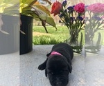 Small Photo #7 Labrador Retriever Puppy For Sale in NEOLA, WV, USA