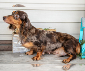 Mother of the Dachshund puppies born on 07/18/2025