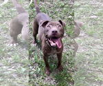 Small #4 American Pit Bull Terrier-Chocolate Labrador retriever Mix