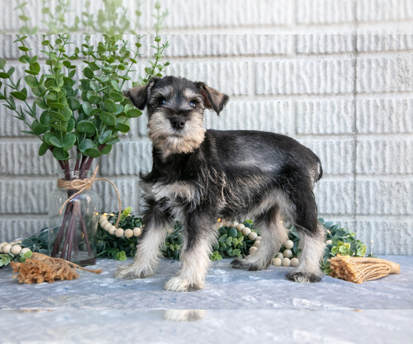 Medium Photo #1 Schnauzer (Miniature) Puppy For Sale in BALTIC, OH, USA