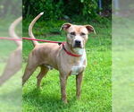Small #4 American Pit Bull Terrier