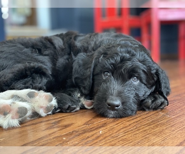 Medium Photo #2 Aussiedoodle Puppy For Sale in WESTMINSTER, MD, USA