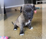 Small Chinese Shar-Pei Mix