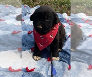 Labrador Retriever-Unknown Mix Puppy for sale in RUTHERFORDTON, NC, USA