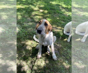 Anatolian Shepherd-Saint Bernard Mix Dogs for adoption in Bolivar, MO, USA