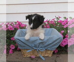 Small #4 Shetland Sheepdog