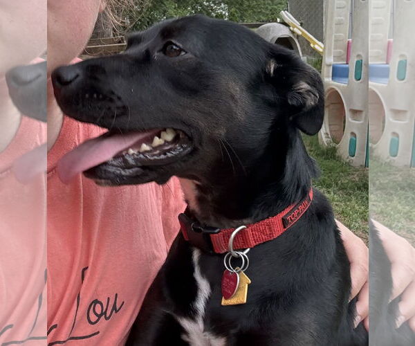 Medium Photo #10 Labrador Retriever-Unknown Mix Puppy For Sale in Garner, NC, USA