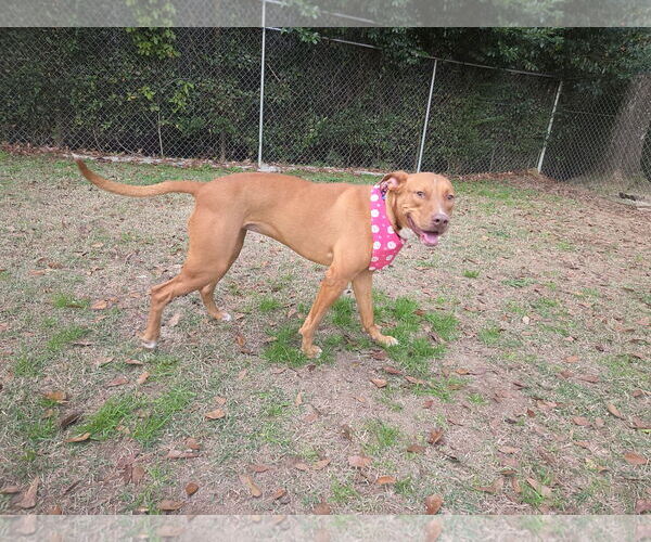 Medium Photo #6 Unknown-Vizsla Mix Puppy For Sale in Magnolia Springs, AL, USA
