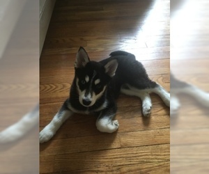 Pomsky Puppy for sale in BROOKLYN, OH, USA