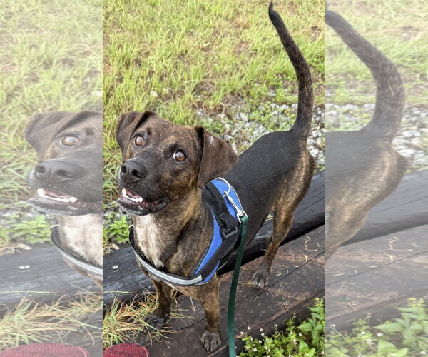 Medium Photo #5 Beagle-Plott Hound Mix Puppy For Sale in Sanford, FL, USA