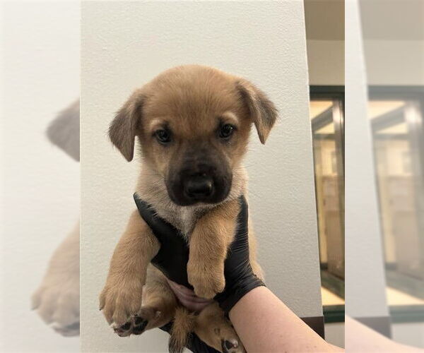 Medium Photo #1 German Shepherd Dog-Unknown Mix Puppy For Sale in Fremont, CA, USA