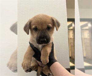 German Shepherd Dog-Unknown Mix Dogs for adoption in Fremont, CA, USA