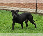 Small Labrador Retriever Mix