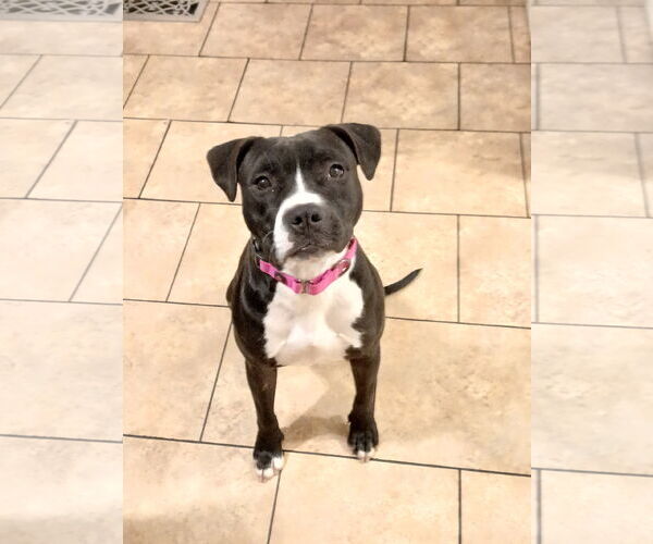 Medium Photo #7 Mutt Puppy For Sale in Murfreesboro, NC, USA