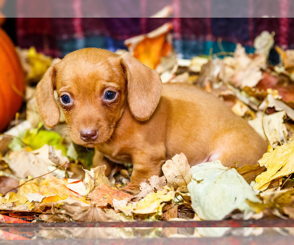 Medium Photo #13 Dachshund Puppy For Sale in WAKARUSA, IN, USA