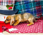 Small #3 Dachshund