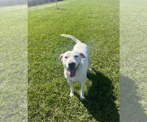 Medium Photo #29 Labrador Retriever Puppy For Sale in Rosenberg, TX, USA