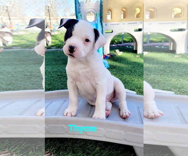 Medium Photo #3 Mutt Puppy For Sale in Des Moines, IA, USA