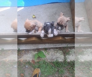 American Bully Litter for sale in LORAIN, OH, USA