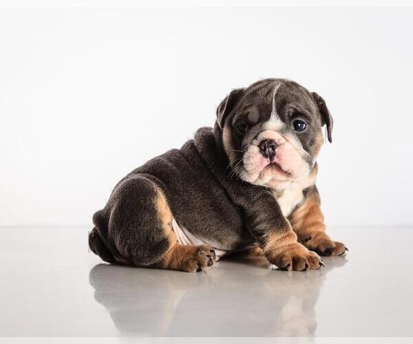 Medium Photo #3 Bulldog Puppy For Sale in MANHATTAN, NY, USA