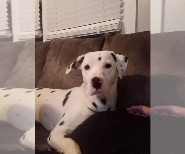 Medium Photo #1 Dalmatian Puppy For Sale in HICKORY, NC, USA