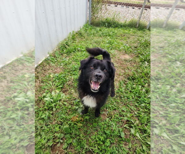Medium Photo #1 Border Collie-Unknown Mix Puppy For Sale in Evansville, IN, USA