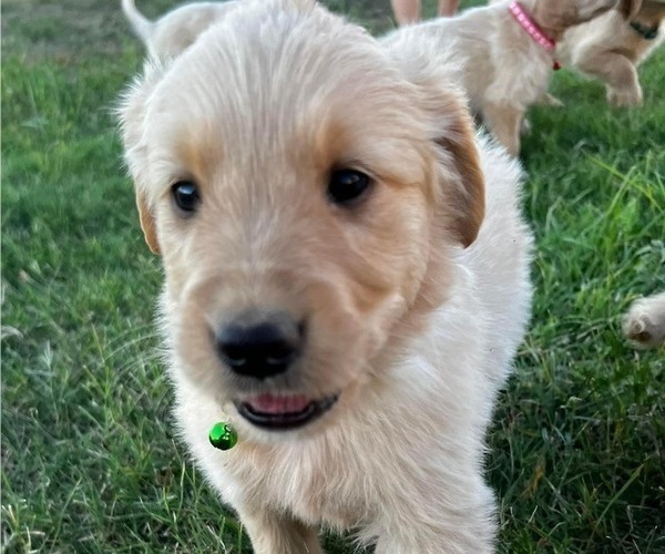 Medium Photo #2 Golden Retriever Puppy For Sale in CHINA SPRING, TX, USA