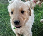 Small Photo #2 Golden Retriever Puppy For Sale in CHINA SPRING, TX, USA