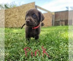 Small #3 Labrador Retriever