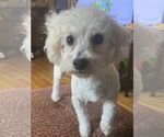 Small #2 Poodle (Miniature)