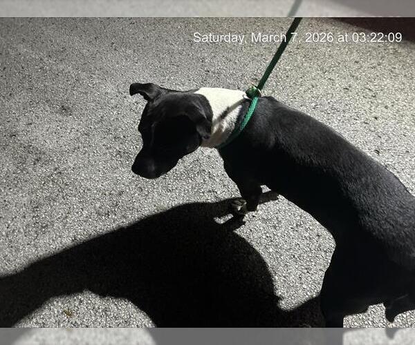 Medium Photo #1 American Staffordshire Terrier Puppy For Sale in Ocala, FL, USA