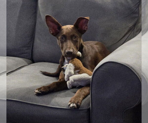Medium Photo #10 Labrador Retriever-Unknown Mix Puppy For Sale in Oak Bluffs, MA, USA