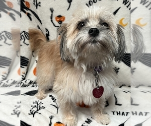 Pomeranian-Poodle (Toy) Mix Litter for sale in GLENWOOD CITY, WI, USA
