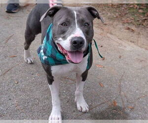 American Pit Bull Terrier Dogs for adoption in Ocala, FL, USA