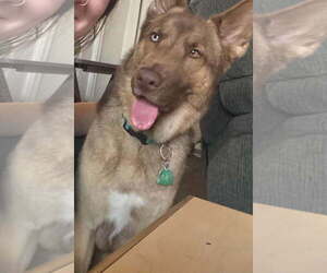 Gerberian Shepsky Dogs for adoption in Albany, OR, USA