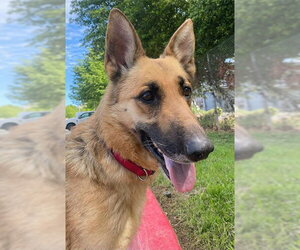 German Shepherd Dog Dogs for adoption in Sacramento, CA, USA
