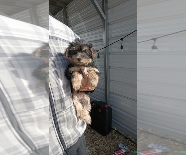 Medium Photo #3 Yorkshire Terrier Puppy For Sale in BENSON, NC, USA