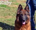 Small #3 German Shepherd Dog