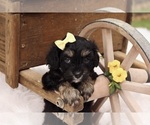 Small #1 Cavapoo