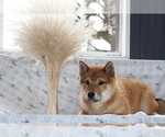 Puppy Dexter Shiba Inu