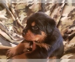 Small Photo #11 Rottweiler Puppy For Sale in EDEN, IN, USA