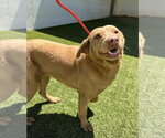 Small Retriever  Mix